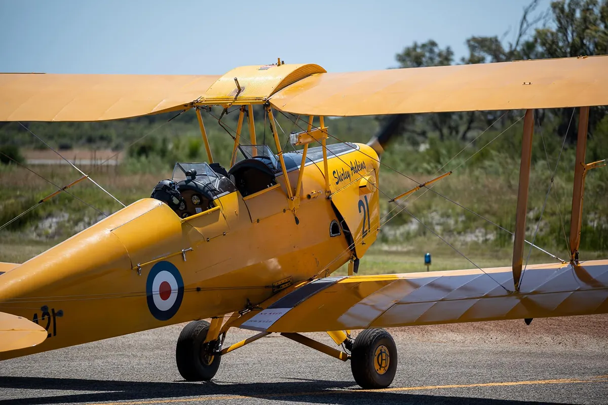 Stationery Tiger Moth